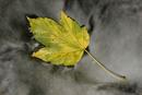 9880 Sycamore (Acer pseudoplatanus) Leaf Floating in Stream.